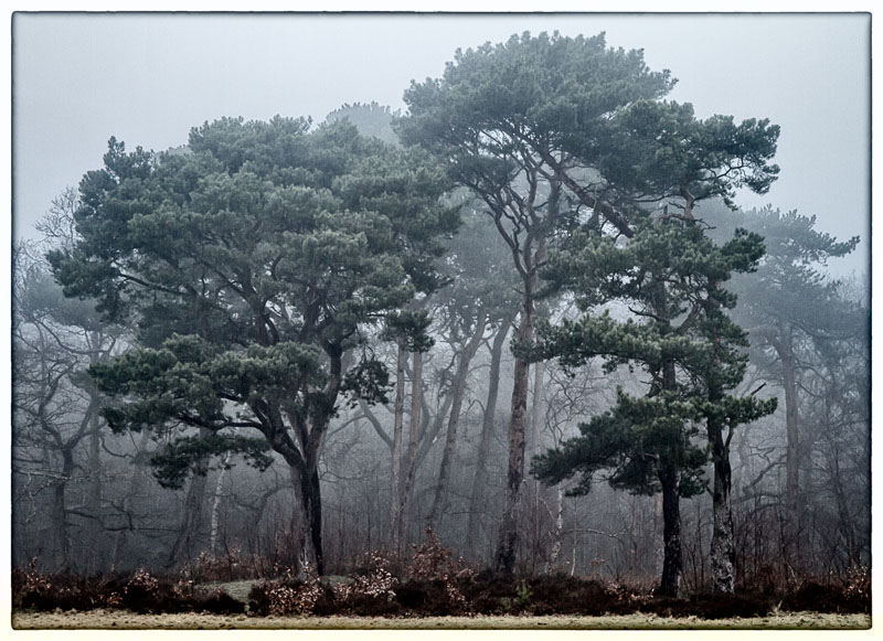 Scots Pines in Mist.jpg