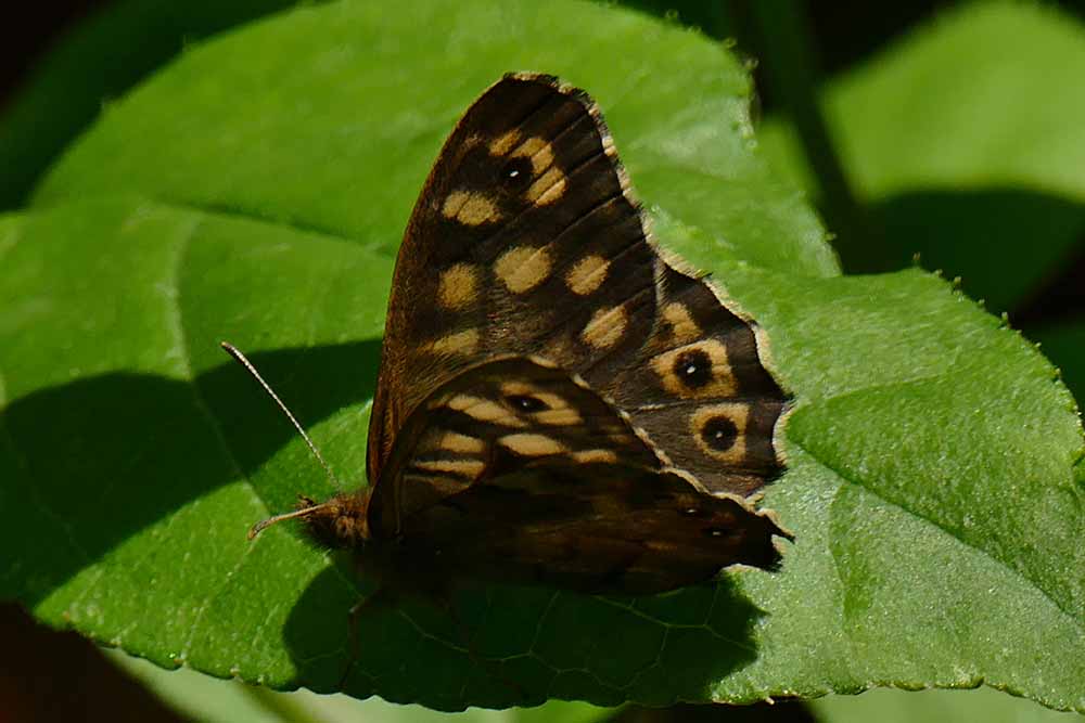 2X-Brown Butterfly P1390582.jpg