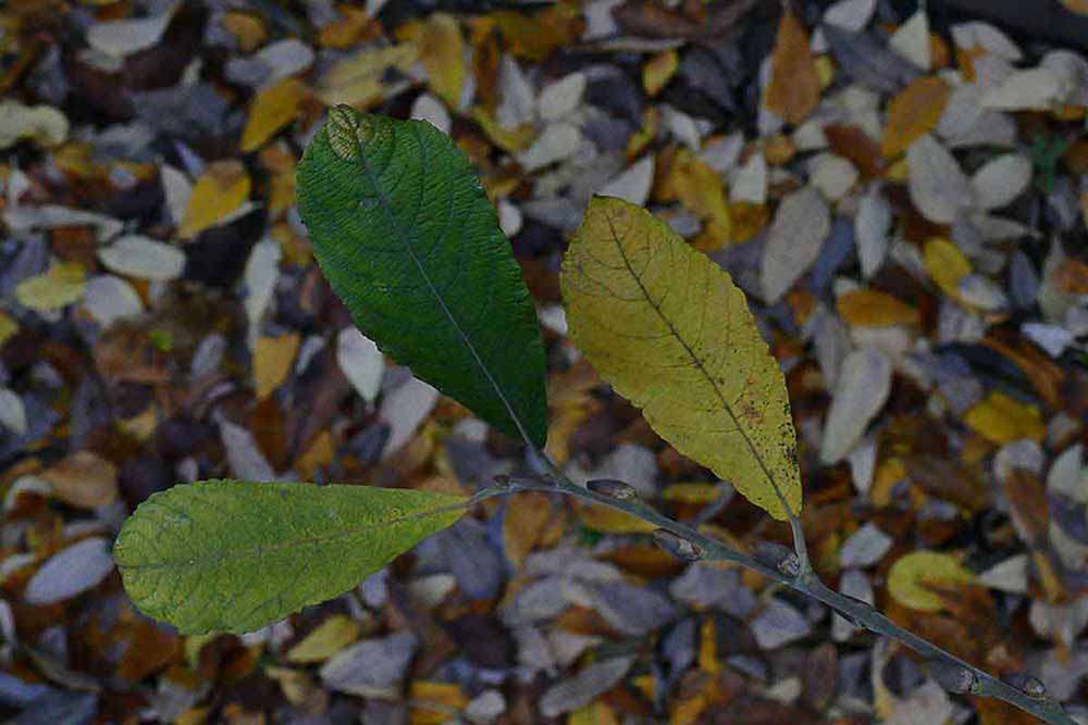 Autumn Colours - Leaves.jpg