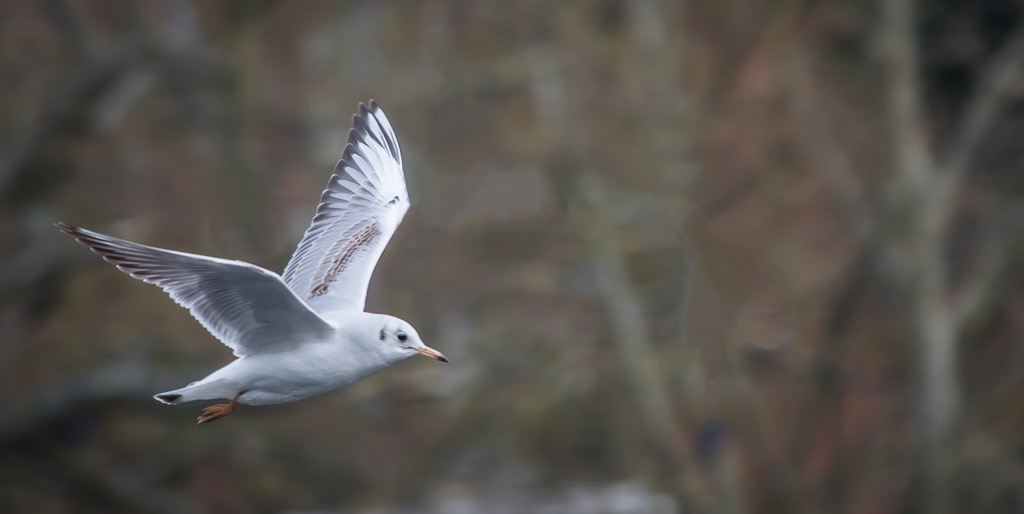 20190213 7D2 0077R Black-headed Gull.jpg