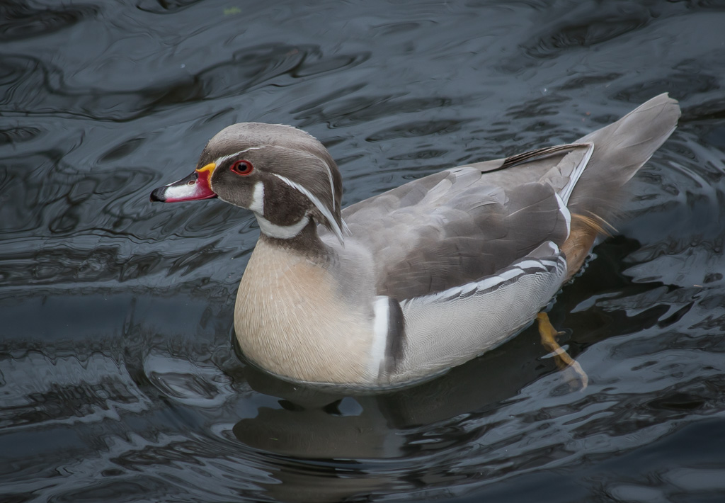 20190213 7D2 0037 (Carolina) Wood Duck.jpg