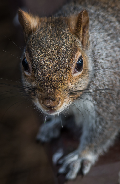 20190213 7D2 0094 Grey Squirrel.jpg