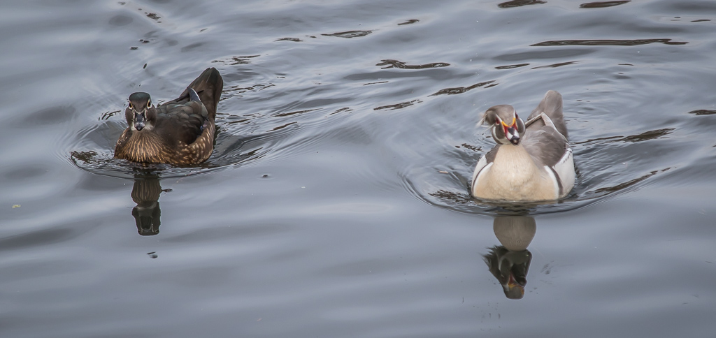 20190213 7D2 0043 (Carolina) Wood Duck.jpg