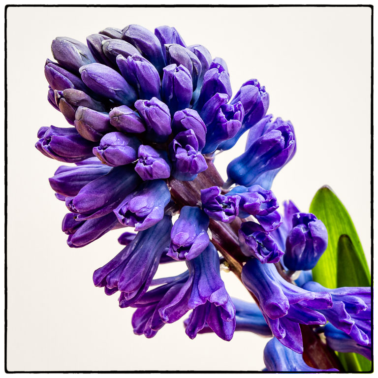 Hyacinth Bud.jpg