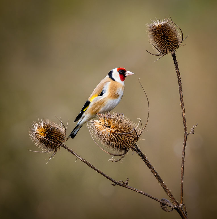 Goldfinch.jpg