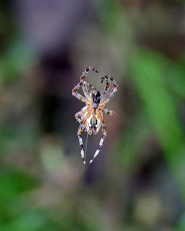 Spider on a thread P1600465-2C.jpg