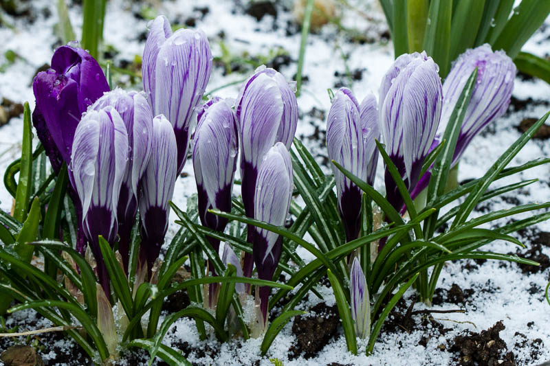 Crocuses in Snow.jpg