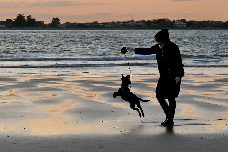 S43-Playful Dog at Sunset.jpg