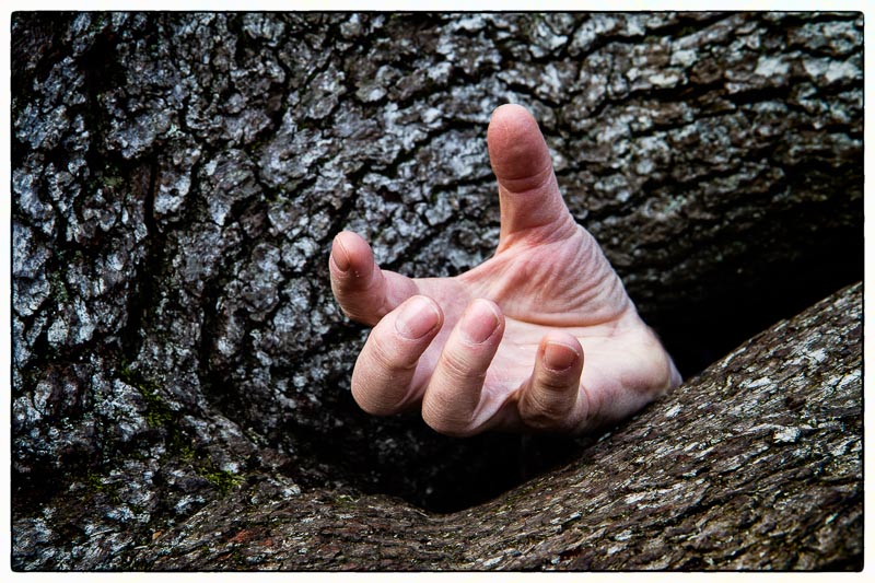 Tree Hand.jpg