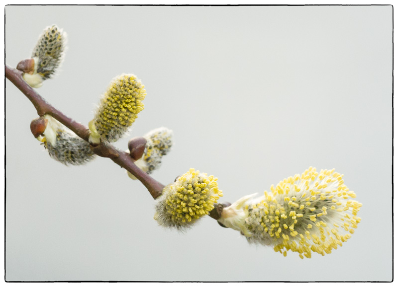 Willow Blossom Reverse.jpg