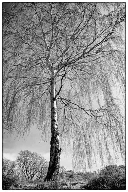 Lady of the Woods.jpg