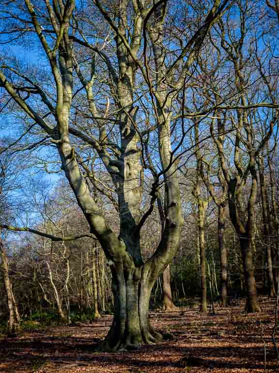 Beech Tree.jpg