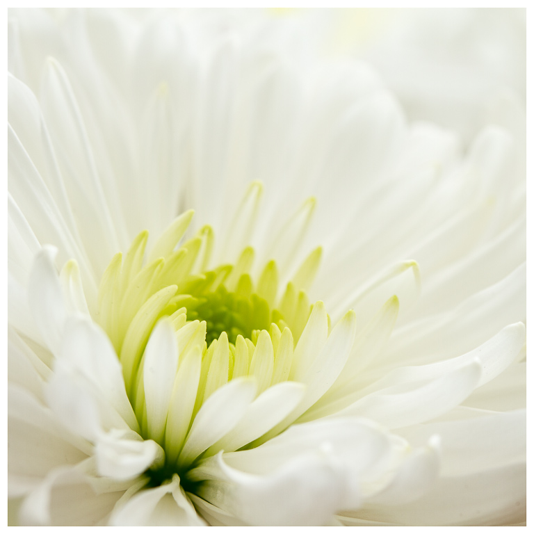 Chrysanthemum.jpg
