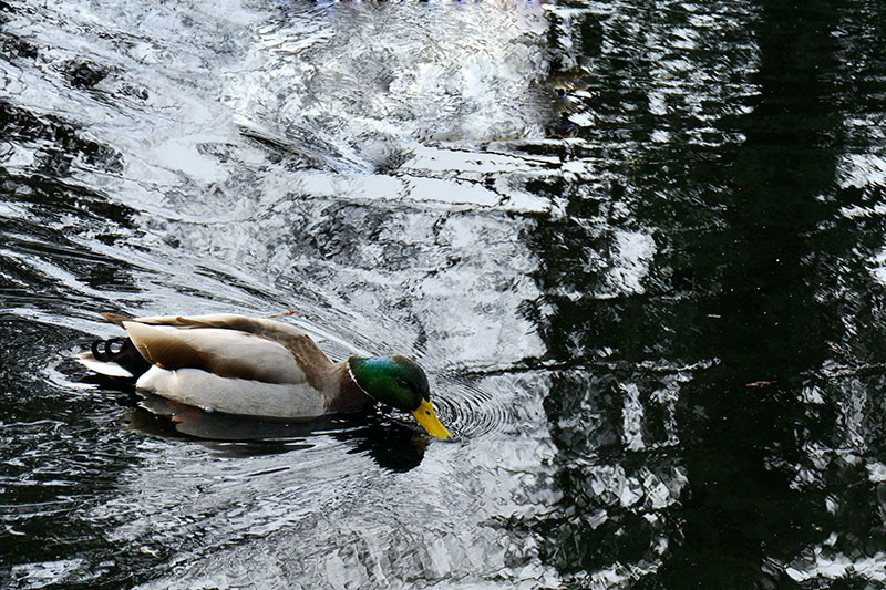 S6c-Male Mallard Feeding - Quick patch up.jpg