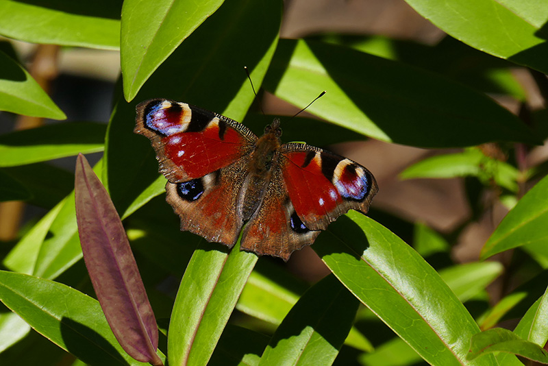 1A-Peacock P1710246.jpg