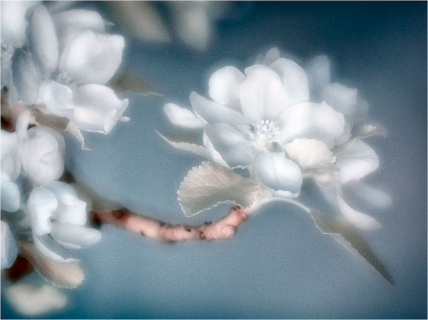 Apple Blossom.jpg