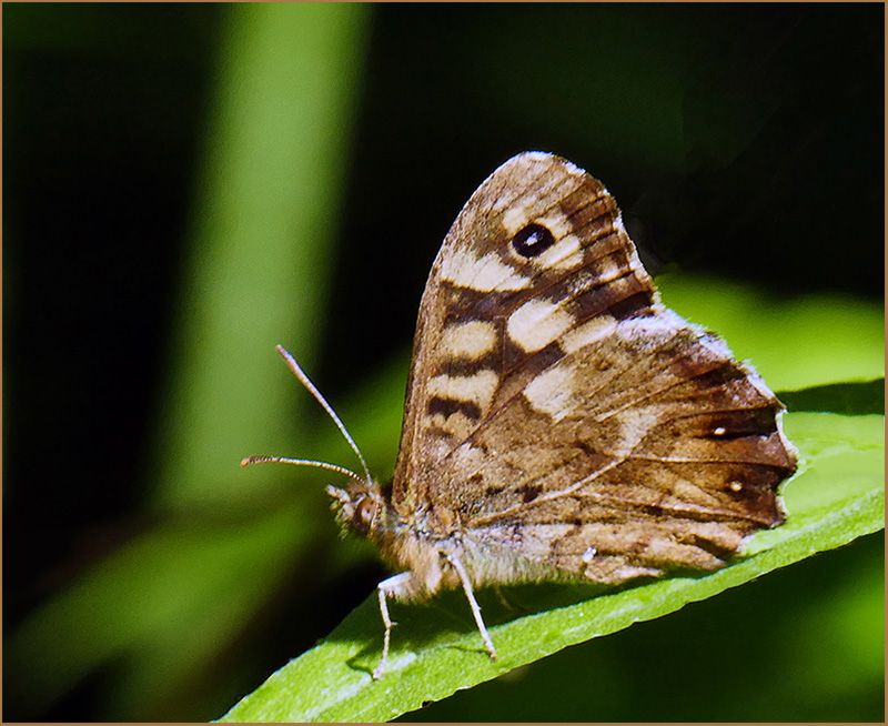 S19 -  One Roll of Film - Speckled Wood Buterfly.jpg