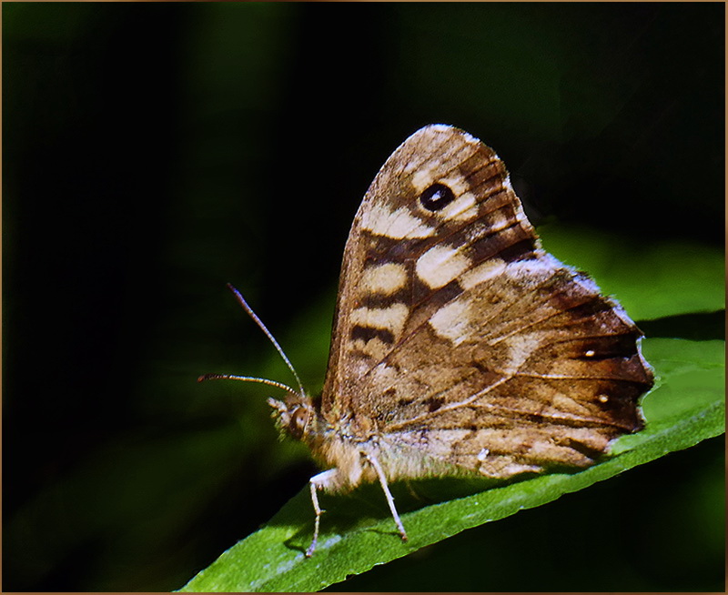 S19 DB - One Roll of Film - Speckled Wood Buterfly.jpg