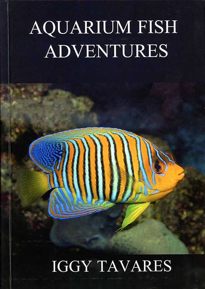 Aquarium Fish Adventures - 4 s.jpg