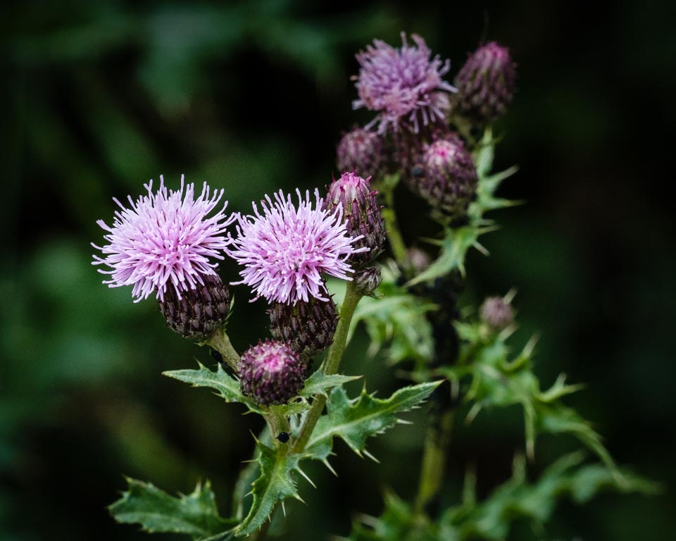 Thistle.jpg