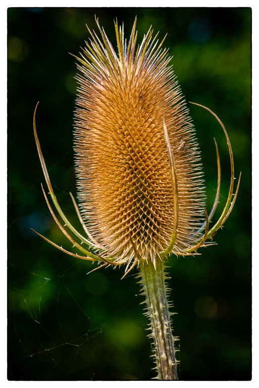 Teasel.jpg