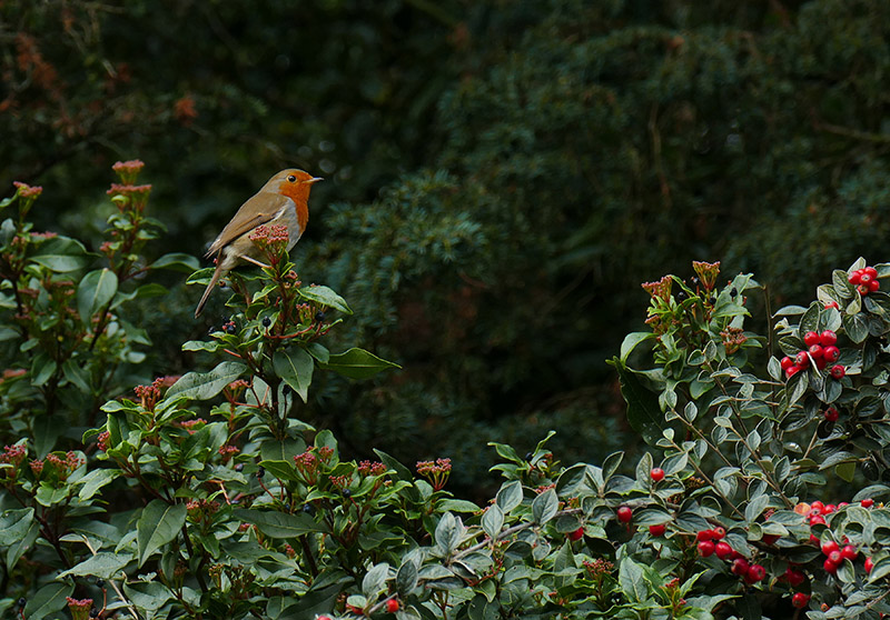 5A-Robin in Autumn P1760710  ccc Share.jpg