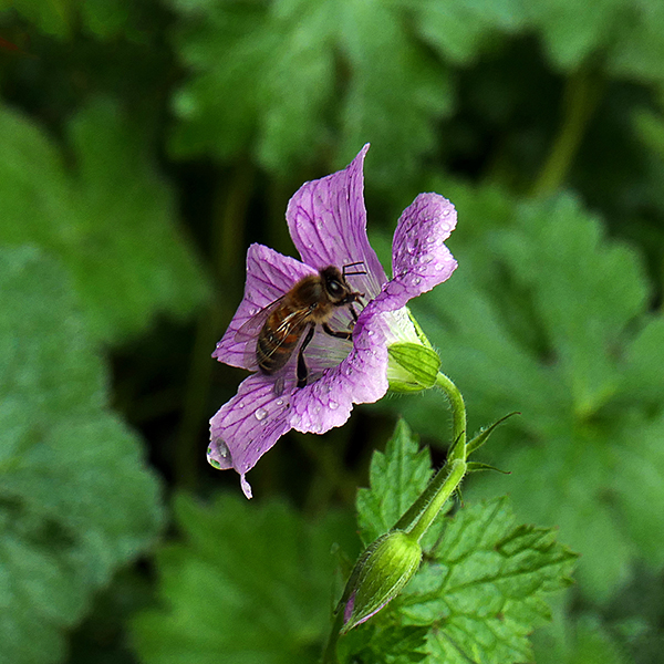 5B- Bee in Autumn P1760715  CCC-Share.jpg