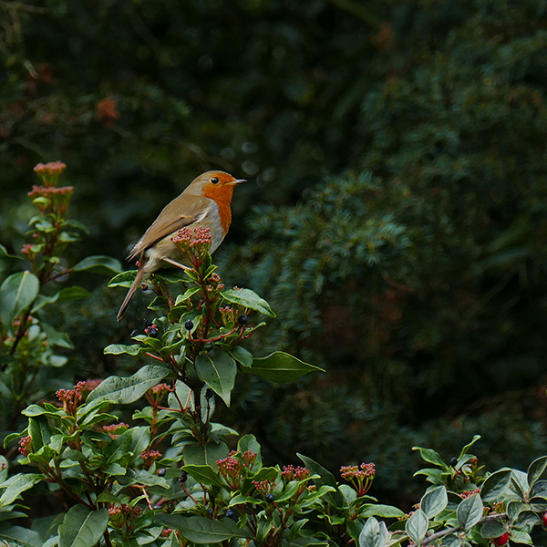 5B-Robin in Autumn P1760710  CCC-Share.jpg