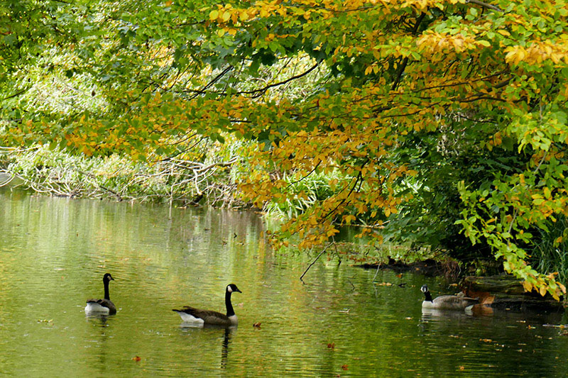 1- Autumnal Water Colours P1770003 s.jpg