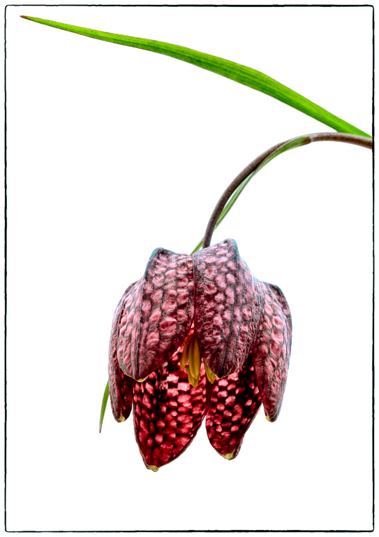 Snake's Head Fritillary.jpg