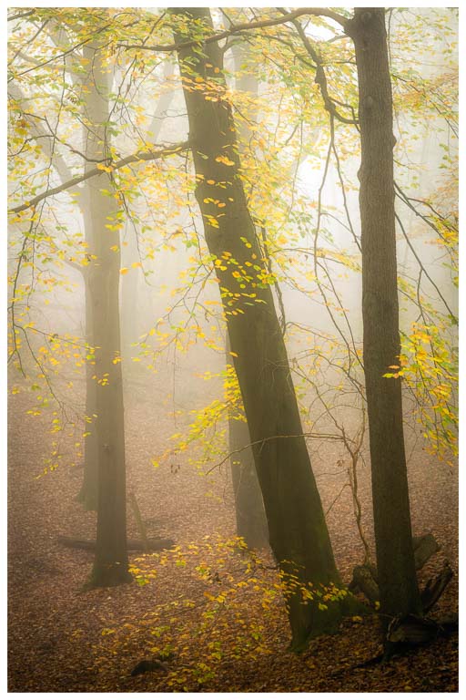 Croham Hurst Trees in Mist.jpg