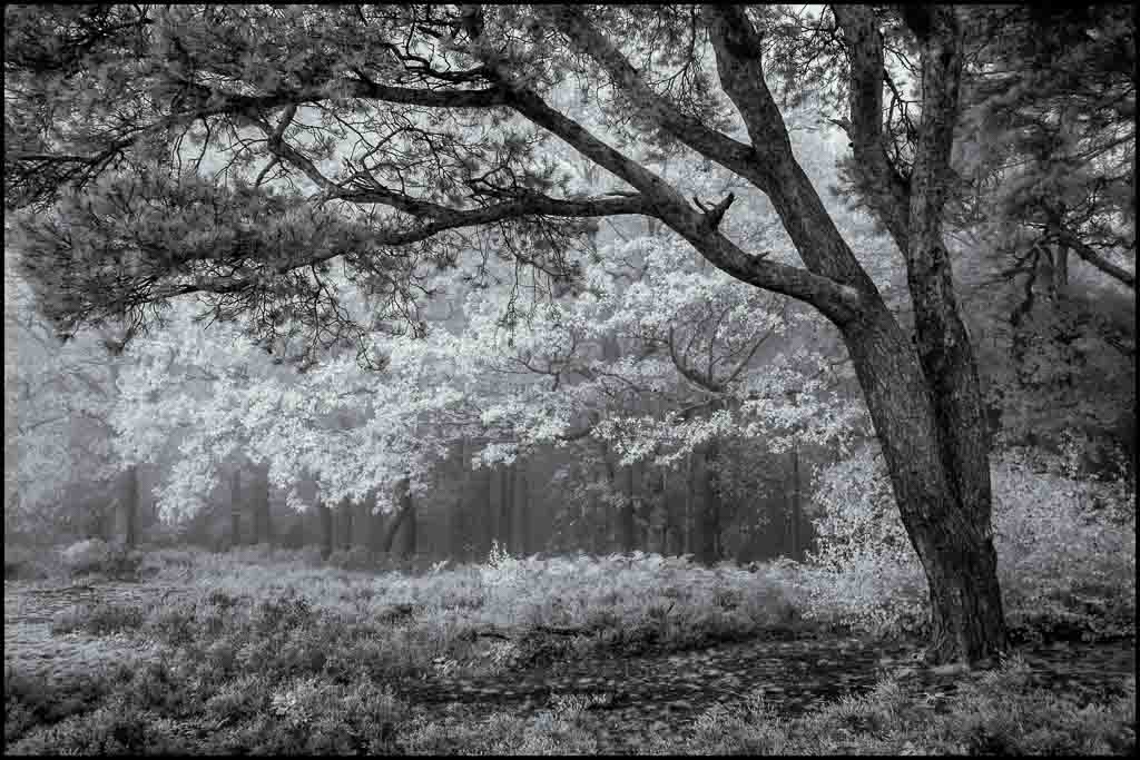 Croham Hurst Infrared.jpg