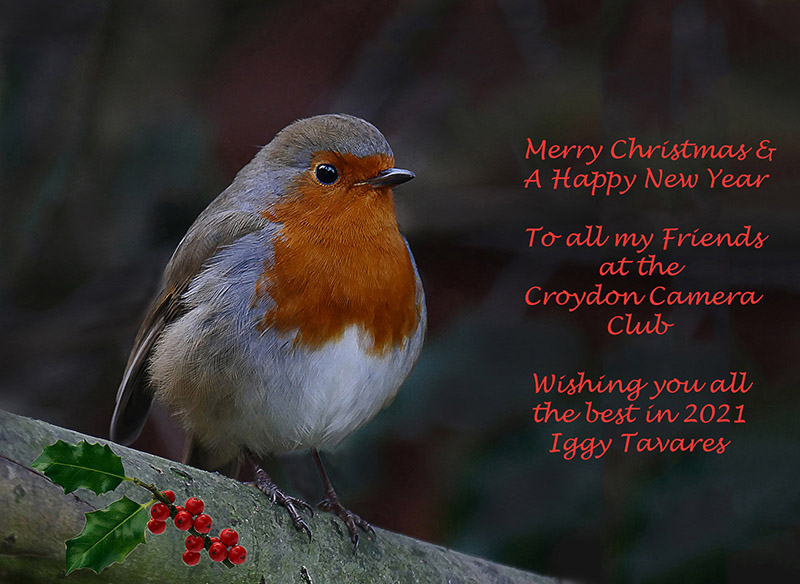 Christmas Robin - Iggy Tavares -1.jpg