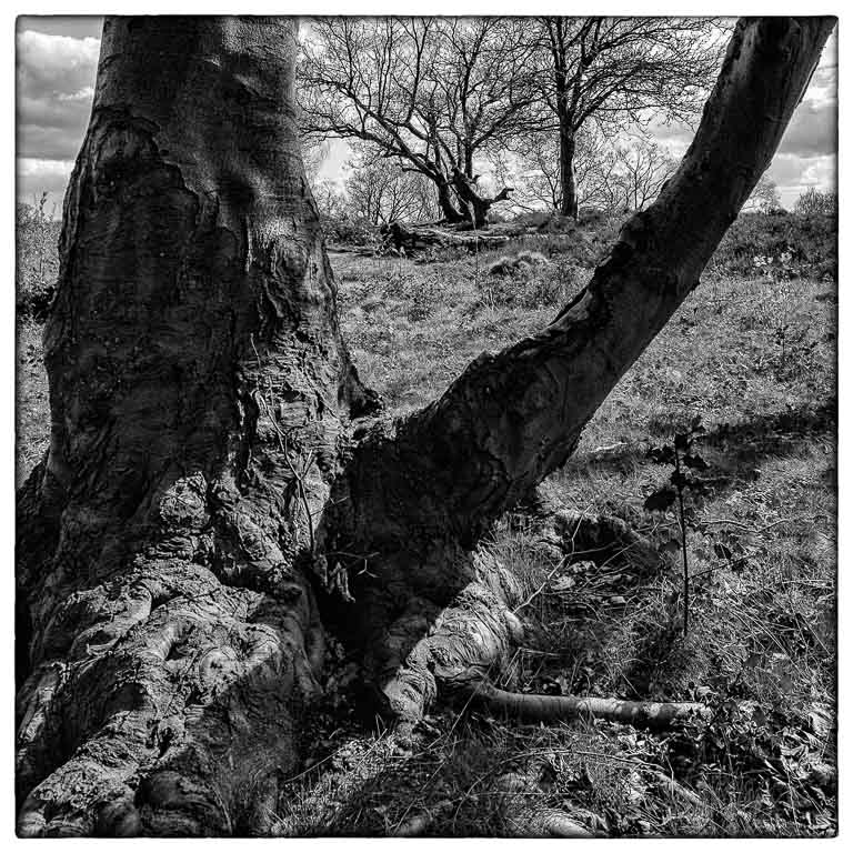 Tree Trunk - Not Infrared.jpg