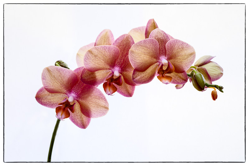 Orchid 2.jpg