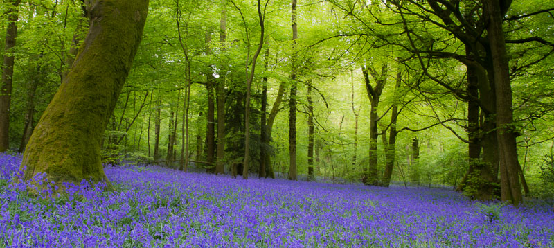 Bluebell Wood.jpg