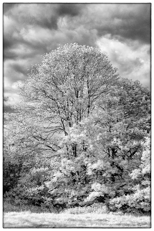 Infrared Tree.jpg