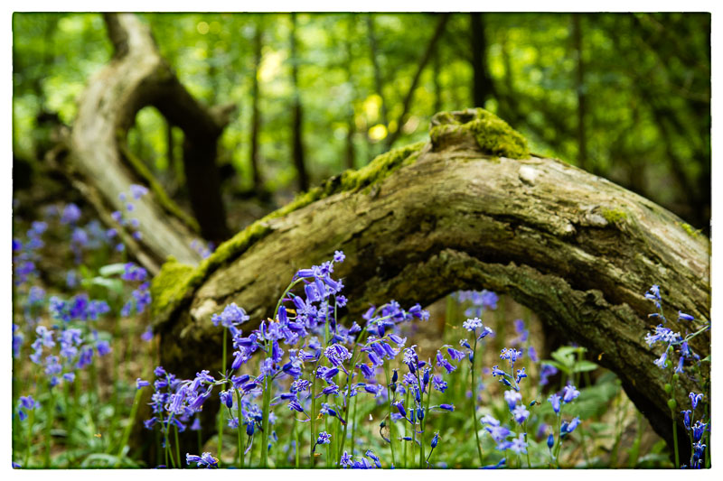 Last of the Bluebells.jpg