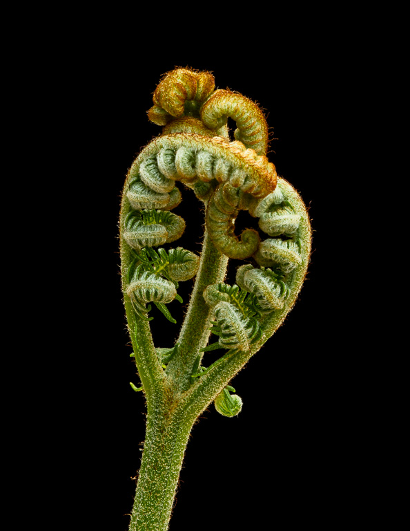 Fern 2.jpg