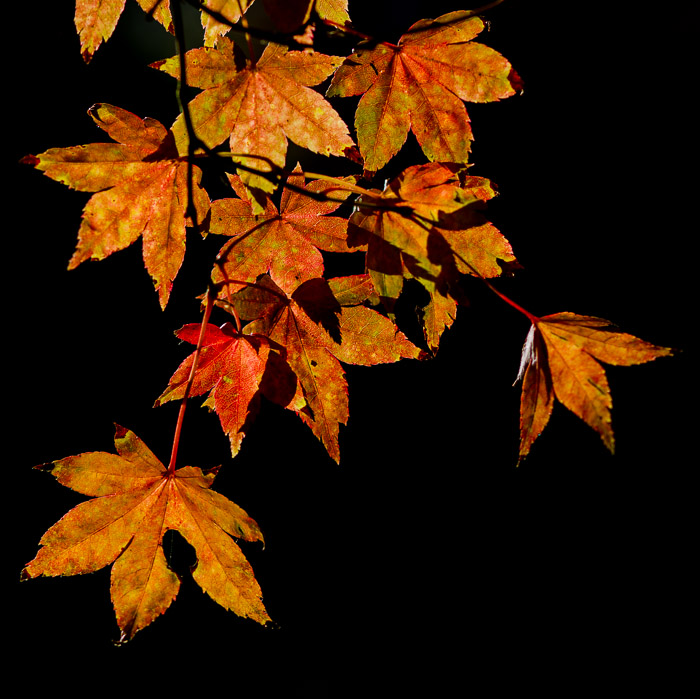 Winkworth Arboretum (1 of 3).jpg