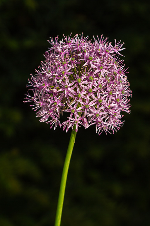 Allium.jpg