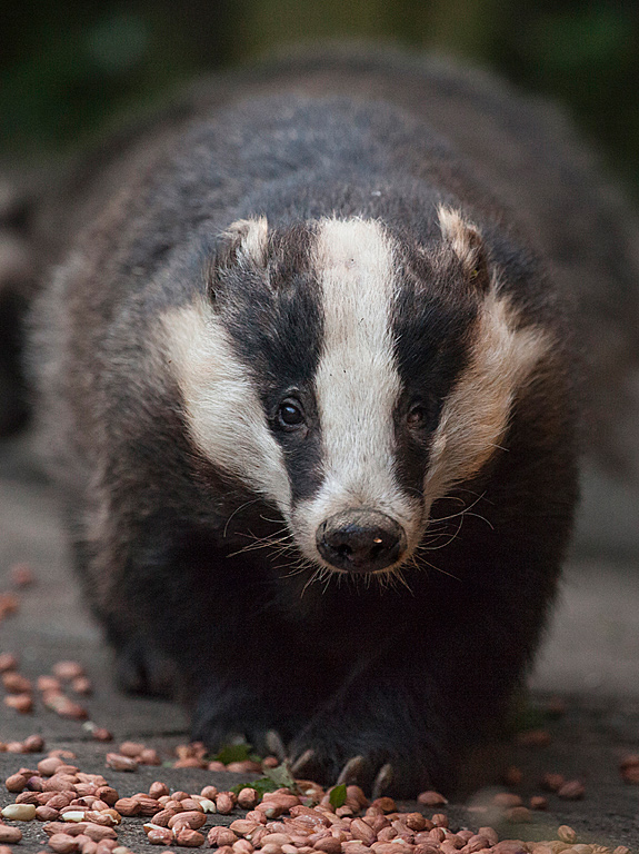 Badger-head-(web).jpg