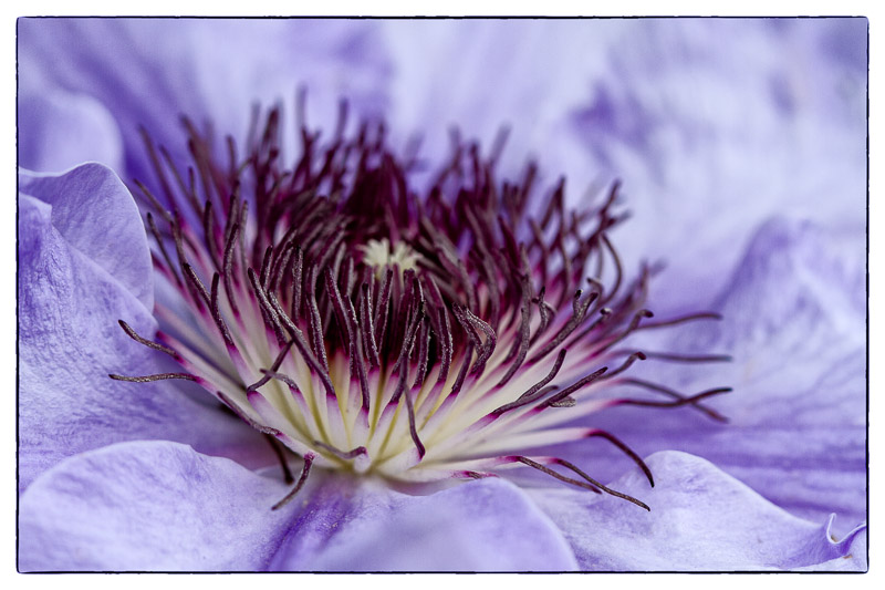 Clematis.jpg