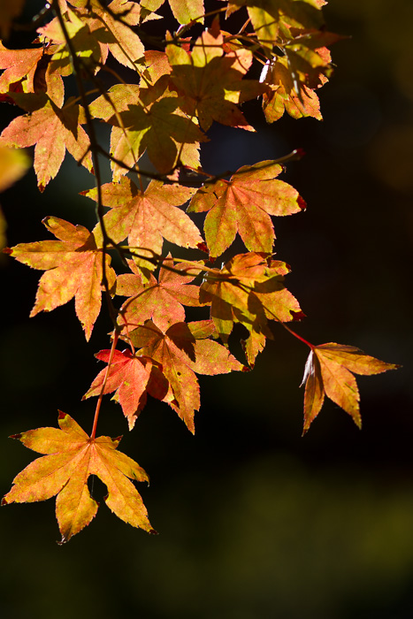 Backlit leaves original.jpg