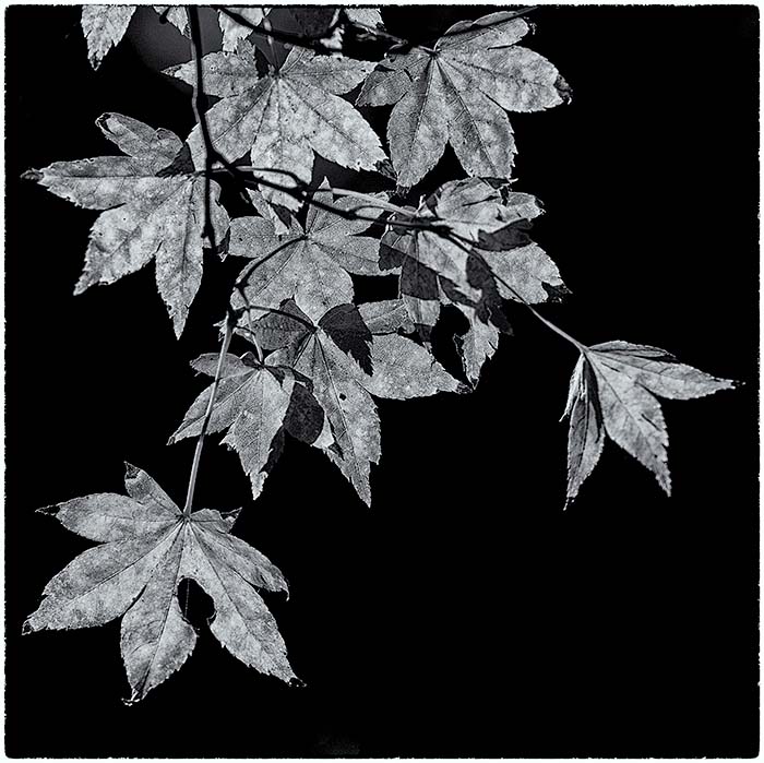 Backlit Leaves Mono.jpg