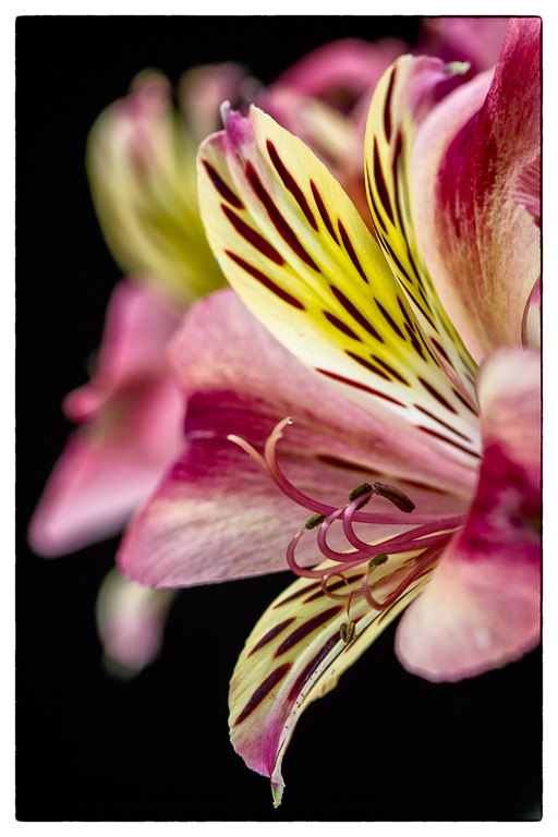 Alstroemeria.jpg