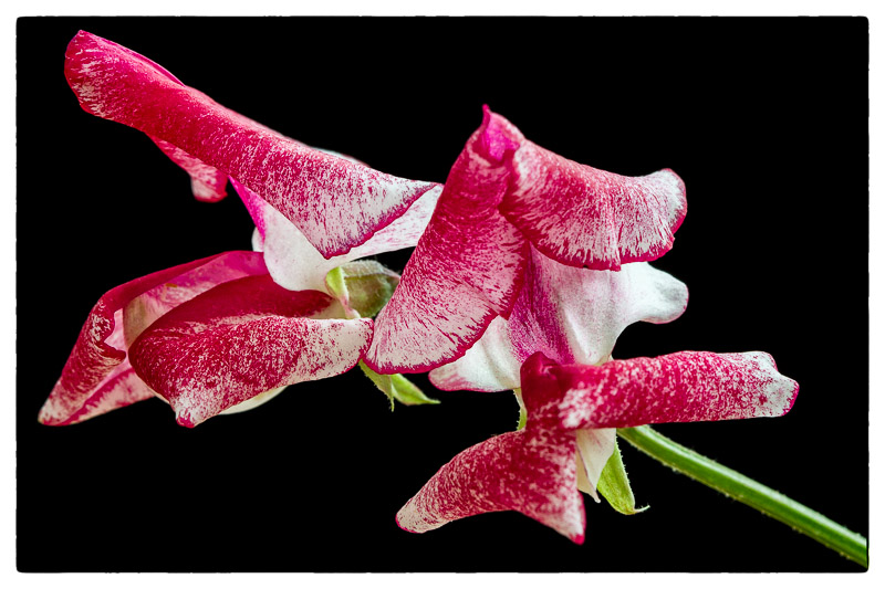 Magenta Sweet Pea.jpg