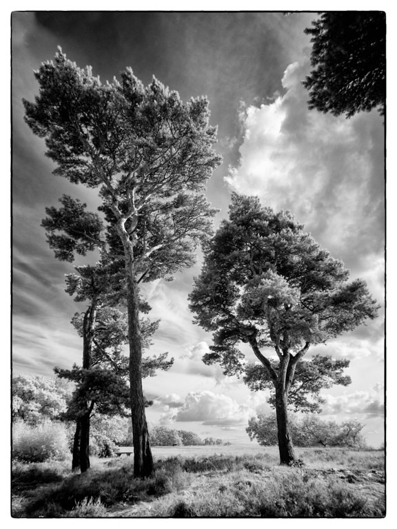 Infrared Trees.jpg
