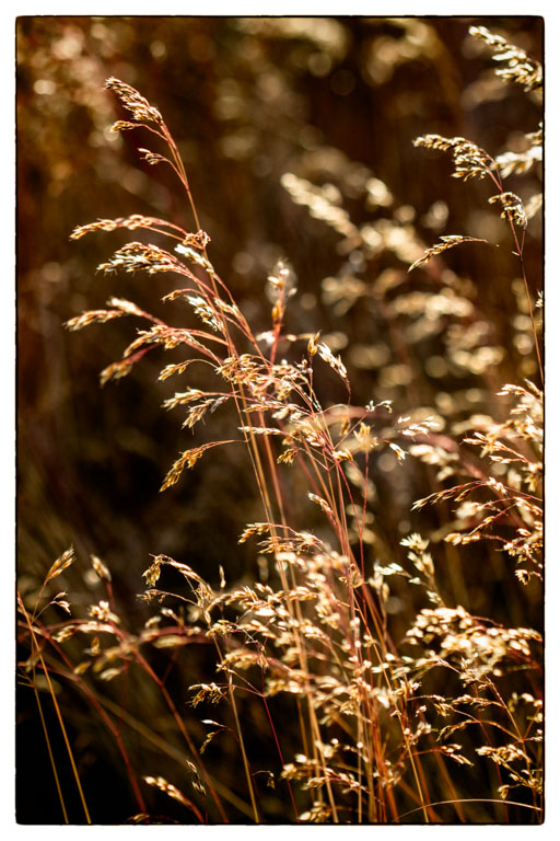 Backlit Grass.jpg