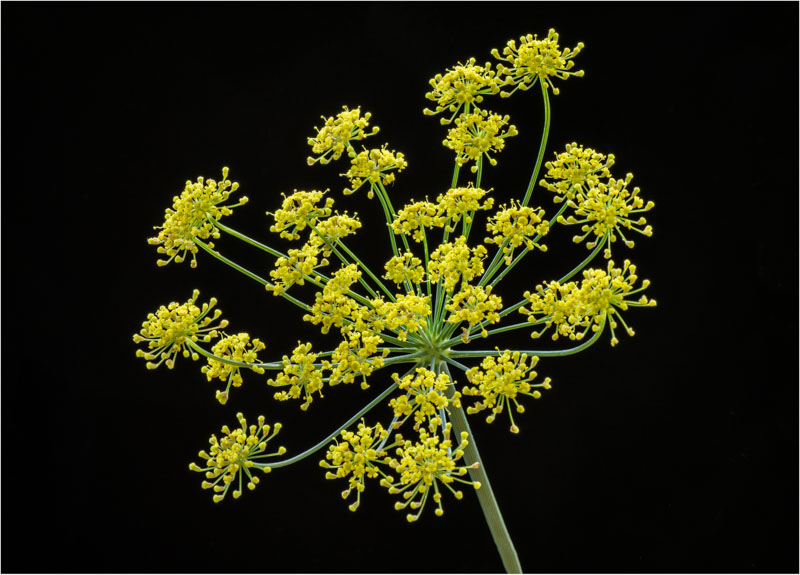 Bronze Fennel.jpg